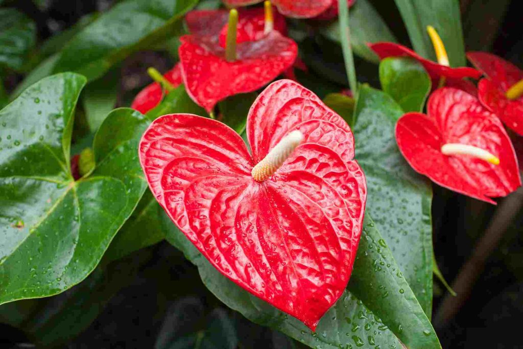 anthurium-e5e9641abe5546f6a13fa1c2cf020bb0 (1)